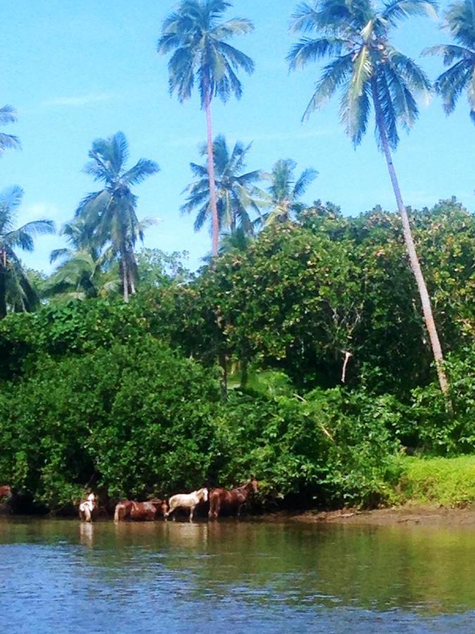 Naveria Heights Lodge Savusavu Kültér fotó